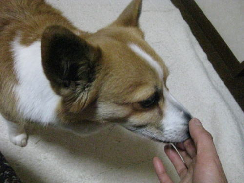 うま.jpg