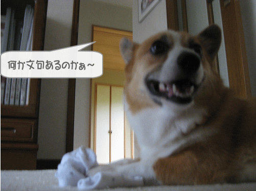 うるさいなっ.gif
