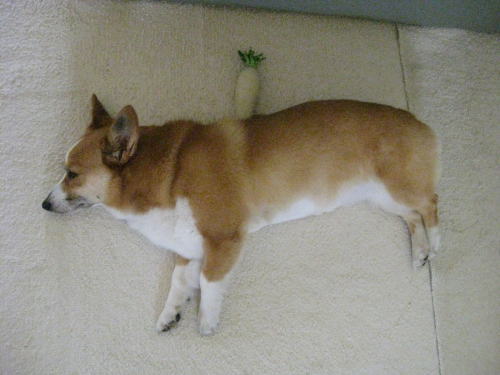 おやっ大根が