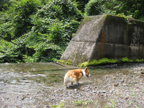 きゃは
