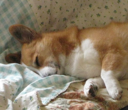 すやすや