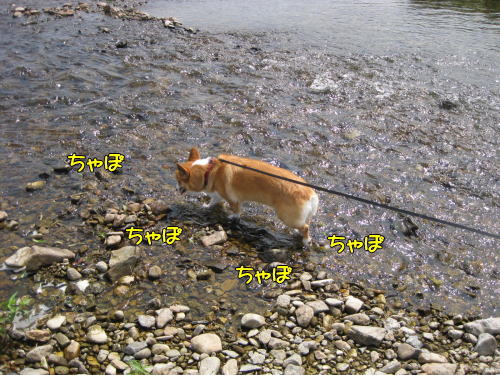 ちゃぽちゃぽ
