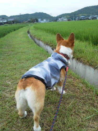 散歩に行くですよ