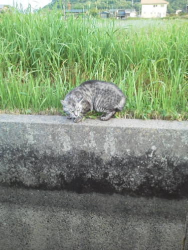 子猫だ
