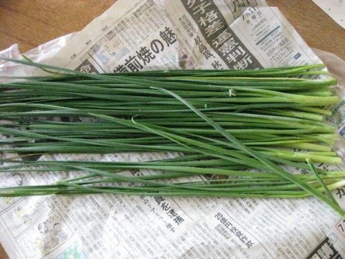 新野菜ネギニラ