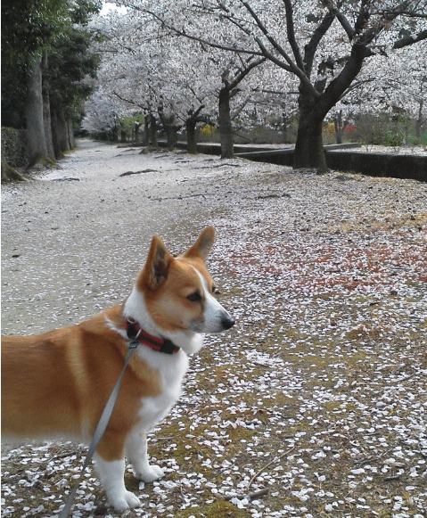 花吹雪
