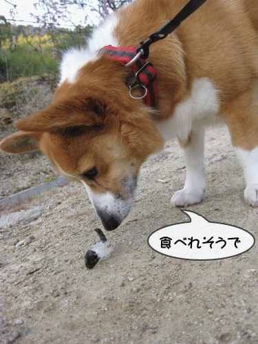 食べれるのか