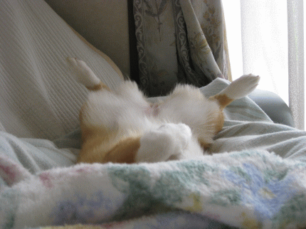 k137.gif