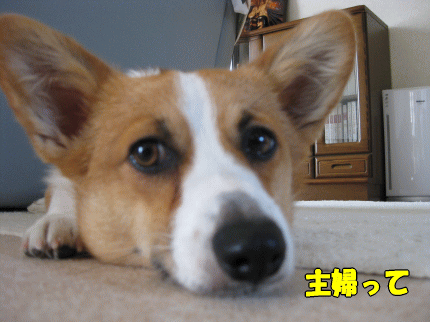 k229.gif