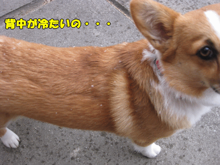 k62.gif