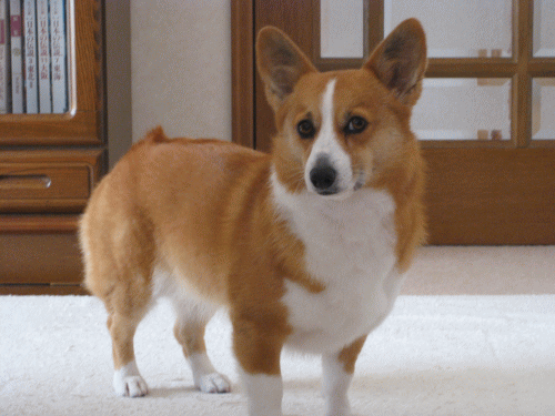 kana111-23.gif