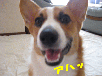 kana195.gif