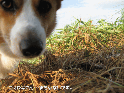 kana8-7.gif