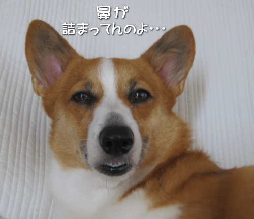 kana9-14.gif