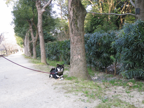 あいちゃん登場