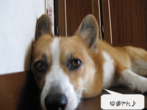 まだまだクーラーやね.gif