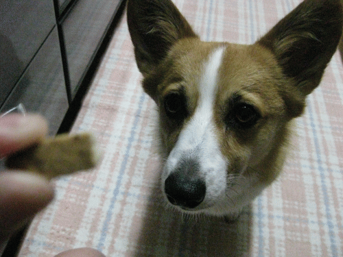 早くよこせ.gif
