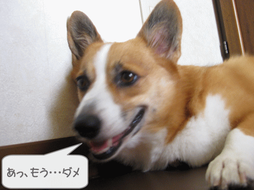 残暑ってやつよ.gif