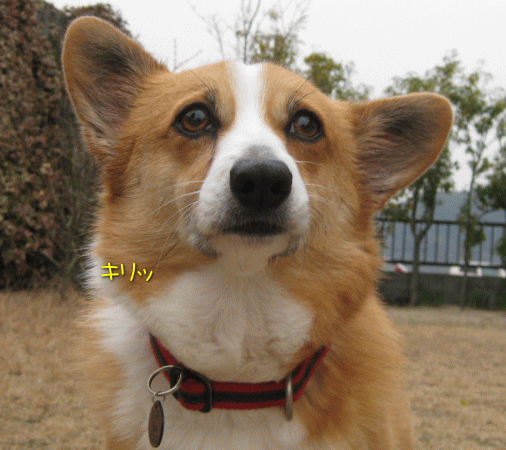 耳に力が入らないコーギー