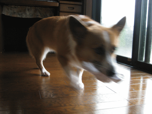 靴下よん.gif