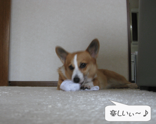靴下最高.gif