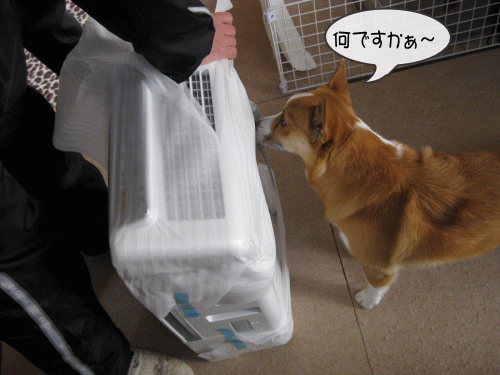 食えるのか